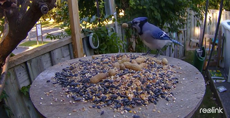 Kamera IP Reolink GO Series G330 camuflage z panelem solarnym